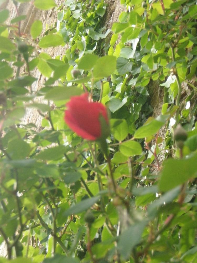 Mas Vilalonga Petit Cassà de la Selva Zewnętrze zdjęcie